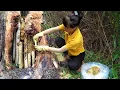 Download Lagu TIMELAPSE -- Using A Four Wheel Truck To Harvest Beehives In Tree Trunks \u0026 Bring Them Home To Raise