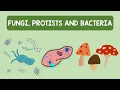 Fungi Protists and Bacteria Biology Animation