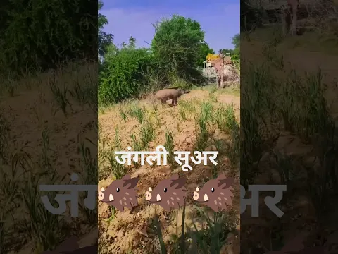 What a big wild boar it is, with big teeth, how did it break the fire and run away?