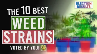 Download The 10 BEST WEED Strains Voted for by YOU! MP3