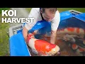 JUMBO Koi Mud Pond Harvesting by Hand | Traditional Dredge Net Fishing by Dainichi