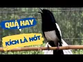Download Lagu Chòe Than Hót Chuẩn GIỌNG NÚI RỪNG || Luyện Choè than HÓT HAY - Kích Chòe Than Hót Đấu | choe than