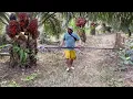 Download Lagu GANDOLEO PANEN SAWIT DI KEBUN RAJA OBROK❗️
