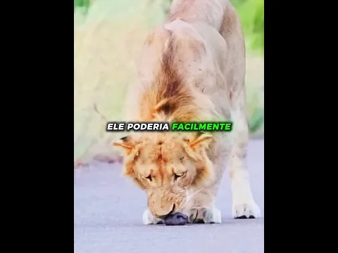 Esse leão encontrou um filhote sozinho na estrada ❤️