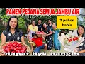 PANEN PERDANA  JAMBU AIR DI RUMAH MEWAH RENI WONG DESO !