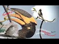 Recapture Hidden Gems Digiscoping in the Western Ghats