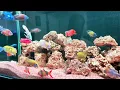 Stunning African Cichlid Aquarium Setup & Fish Shopping in Bangalore
