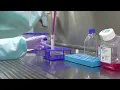 Lagu Thawing Cells: Cell Culture Basics