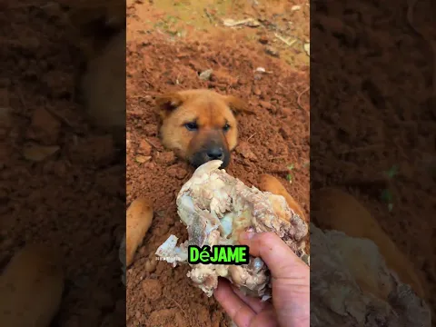 El perro despertó al instante 😂