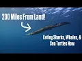 Crocodiles at Sea Is This The New Normal