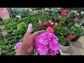 Geranium || Saron|| Bougainvillea || enkawl dan|| care tips || repot || #flowers #garden