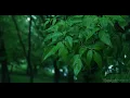Sleep to Rainstorm in a Park | 10-Hour Rain White Noise