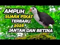 Download Lagu AMPUH SUARA PIKAT BURUNG RUAK RUAK TERBARU JANTAN DAN BETINA