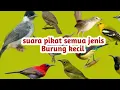 Download Lagu SUARA PIKAT SEMUA JENIS BURUNG KECIL #LLPPajrul