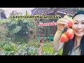 Download Lagu เก็บผักในสวนตอนสองทุ่มที่เยอรมันยังคงสว่าง ชมผักในสวนกันคะ #Germany