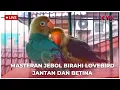 Download Lagu SUARA INI COCOK UNTUK MERANGSANG BIRAHI LOVEBIRD JANTAN \u0026 BETINA | MASTERAN JEBOL BIRAHI