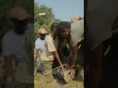 BBC Earth : જિરાફનો જીવ બચાવવા માટે છે હવે 10 જ મિનિટ?