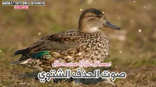 موسم البط أفضل صوت لصيد الحذف الشتوي زويق 