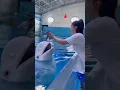 Download Lagu Smart dolphin 😍 | Double tap if you love this video 🤗# short part 9