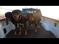 Rescue Rottweilers First Raw Meal EVER