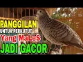 Lagu Perkutut Lokal Gacor Suara Ajib Pancingan Burung Males dan Macet