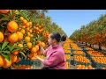 Download Lagu Harvesting Over 1000  Oranges And Selling Them At The Market, While Taking Care Of The Farm Animals