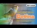 Download Lagu SUARA BURUNG KENARI BETINA ‼️ Pancingan kenari cepat gacor