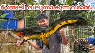 മനുഷ്യനേക്കാൾ വലുതാകുന്ന വരാൽ...😲 | biggest snake head | bulls eye snake head | channa maru | 