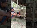 Lagu luar biasa ‼️ burung butbut ini bisa gacoor di atas tangan
