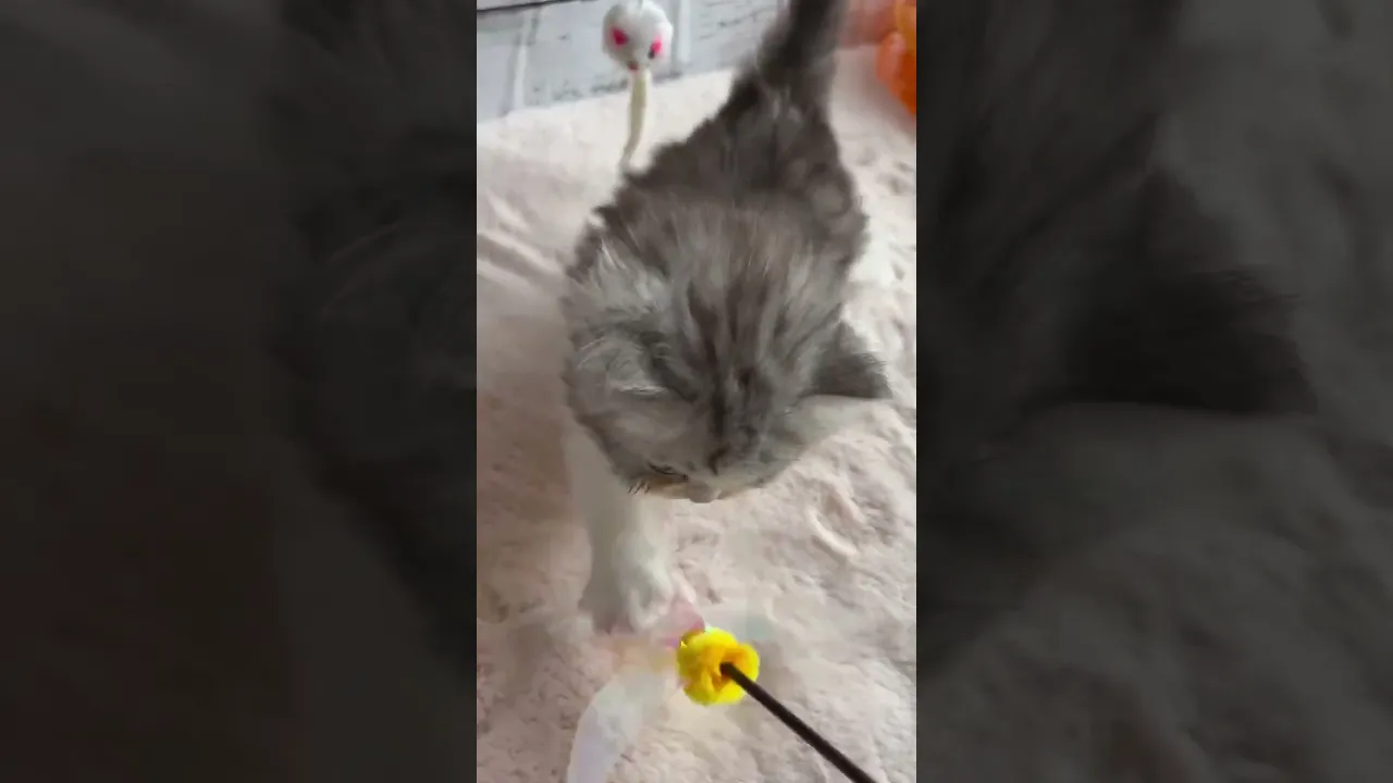 動画