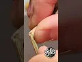 Download Lagu HACK for Hang Drying Cannabis Buds to the PERFECT Moisture Levels