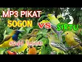 Download Lagu Rekomendasi Suara Pikat Sogon Kombinasi Sirtu Manggil Bikin Ampuh Buat Pikat❗