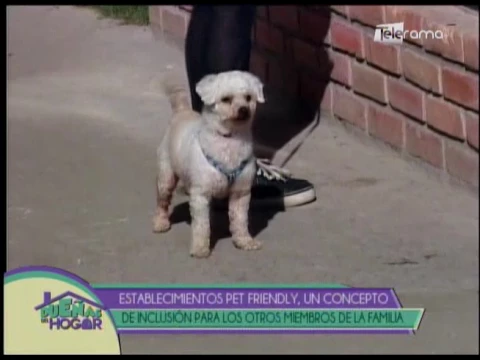 Establecimientos Pet Friendly, un concepto de inclusión para los otros miembros de la familia