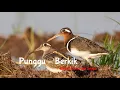 Download Lagu Suara Pikat Burung Punggu - Berkik