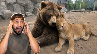 Caretaker Couldn't Get This Lioness to Eat Until a Bear Stepped In 🥹❤️
