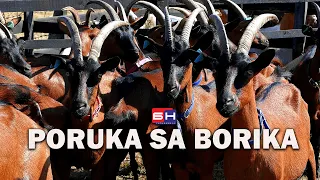 Poruka sa Borika || ZAPISI PORED PUTA