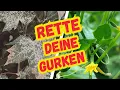 Download Lagu Gurken retten im Juli – 7 Tipps für eine Ernte bis zum Frost