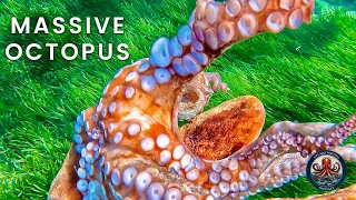 Download 🔱 Massive Octopus Caught in Shallow Spearfishing | Last Call for Winter Preys 🐙 MP3