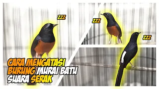 how to treat a hoarse voice in a magpie robin