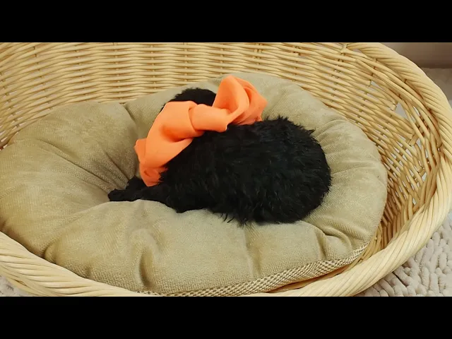 動画