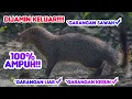 Download Lagu Suara pikat garangan PALING AMPUH‼️#suaragarangan