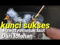 Lagu cara meloloh burung remetuk laut