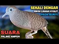 Perkutut lokal gacor suara besar paling ampuh untuk pancingan burung perkutut agar bunyi
