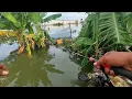Lagu Tu kan lagi lagi ikan mas hitam lagi yang saya dapatkan