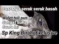 Lagu Sp King Birahi Exclusive.  suara panggil walet birahi jernih + piyyik Akau 30% , piyyiik asli 20%