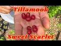 Tillamook \u0026 Sweet Scarlet Goumi Berry — the PERFECT fruiting plant!