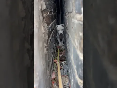 Saving a puppy stuck in wall gap