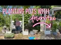 Download Lagu Planting Pots with Small Arborvitaes and White Lobelia (Zone 9b)