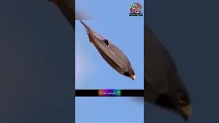 صقر الشاهين  أسرع طائر في العالم   الشاهين صقر الصقر صقر العرب         دندنها