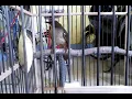 Download Lagu Burung Cucak Jenggot Mini